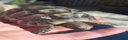 Hermann Tortoise reptiles for sale: Med. Spurthigh tortoises for sale - Advert 2