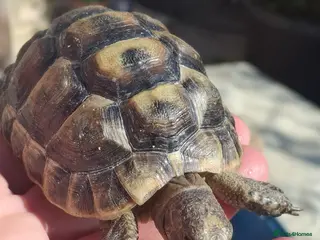 Hermann Tortoise reptiles for sale: Med. Spurthigh tortoises for sale - Advert 1
