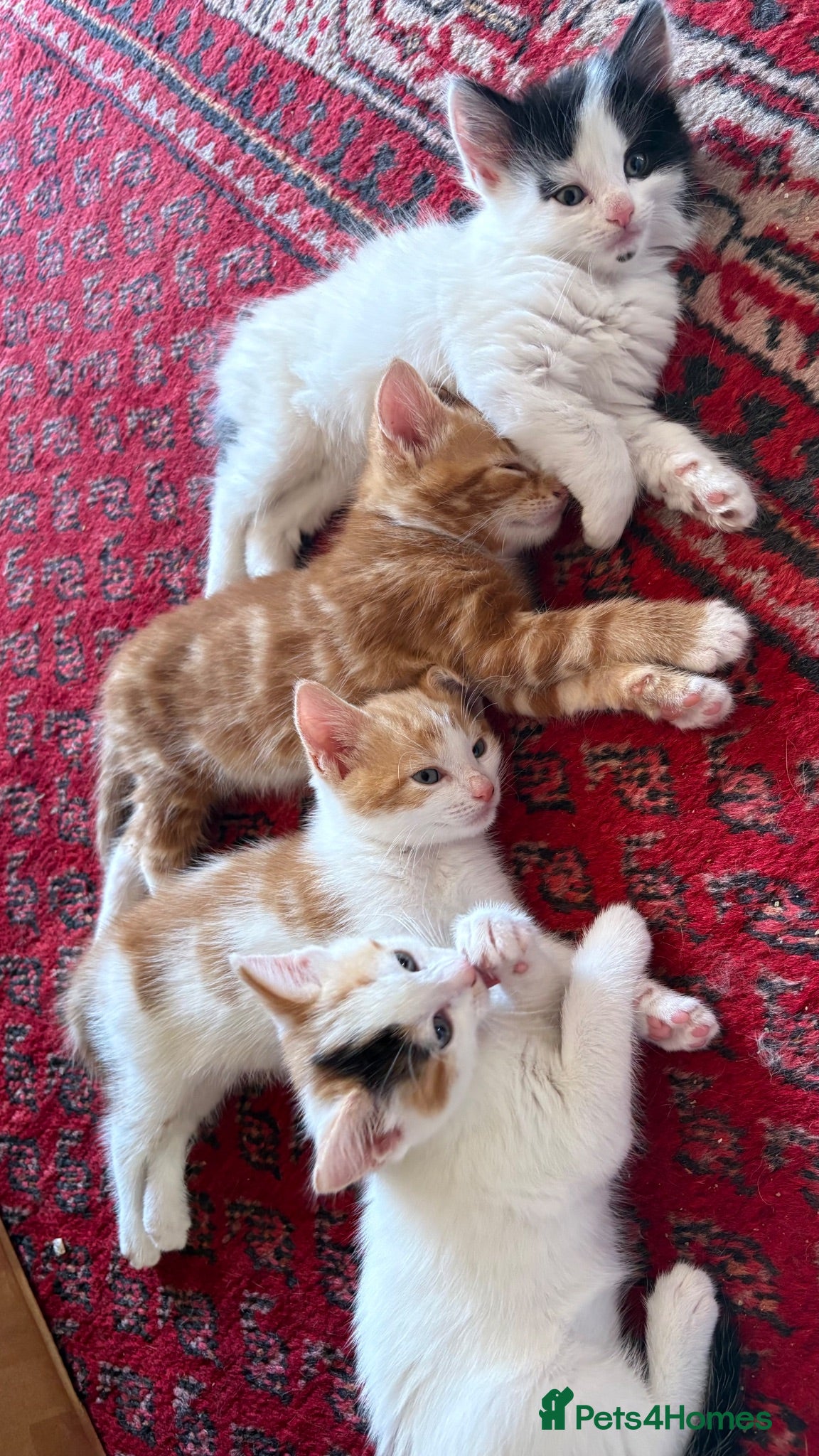 Mixed Breed cats 4 adorable kittens available  - Advert 1