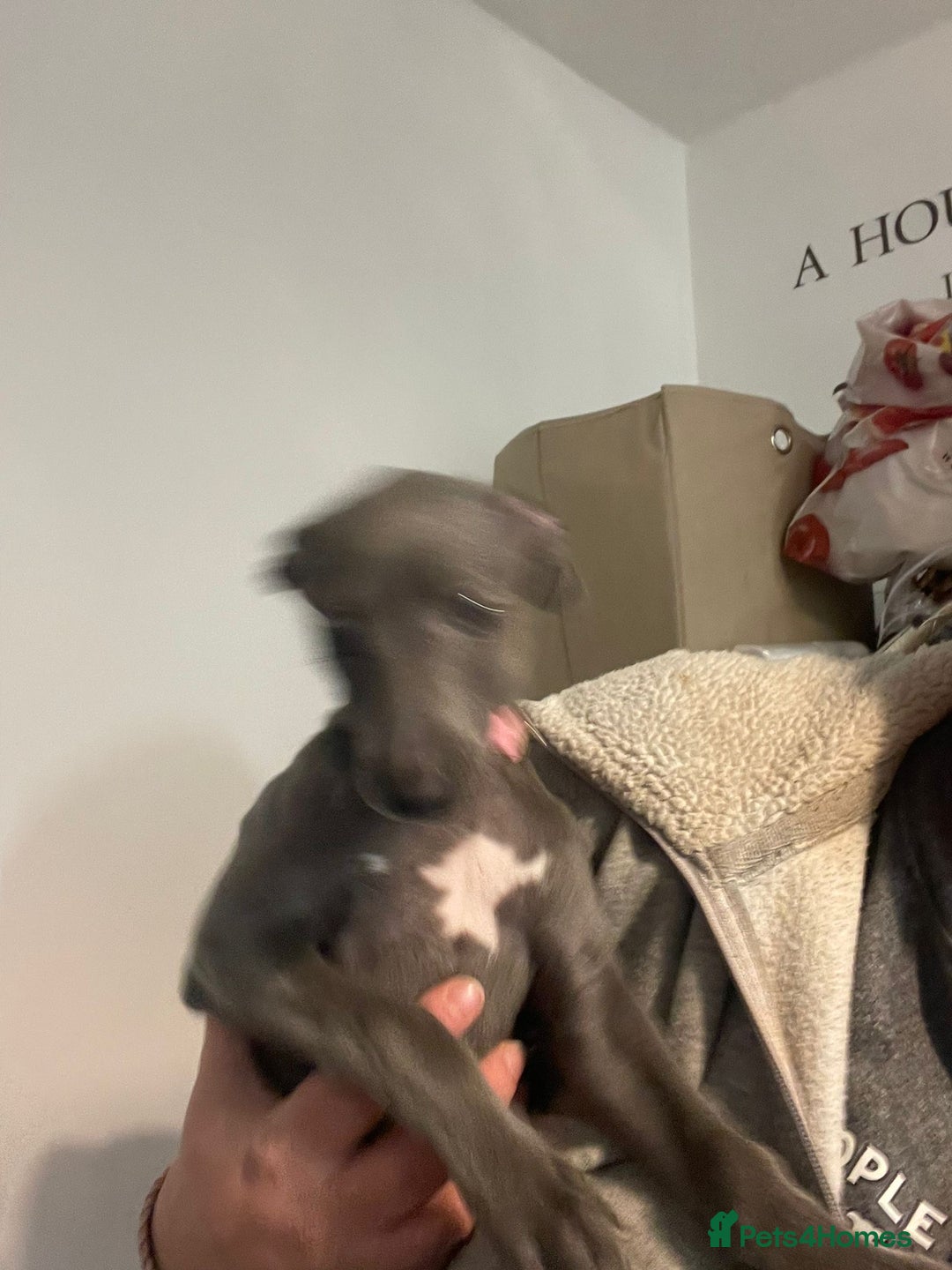 Whippet dogs for sale: KC registered blue whippet puppies for sale - Advert 7