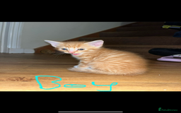 Maine Coon cats for sale: 6 Maine Coon cross* Kittens  - Image 3