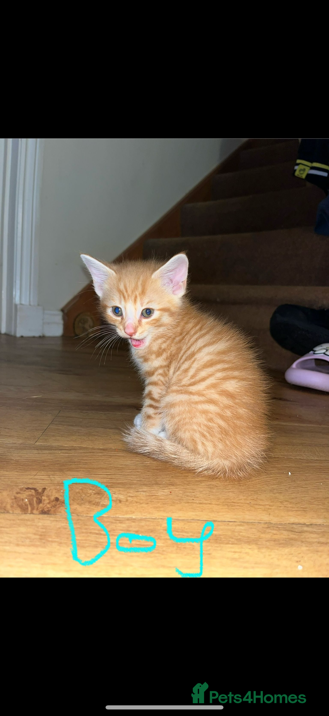 Maine Coon cats for sale: 6 Maine Coon cross* Kittens  - Image 3