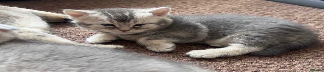 Scottish Fold Kitten 2