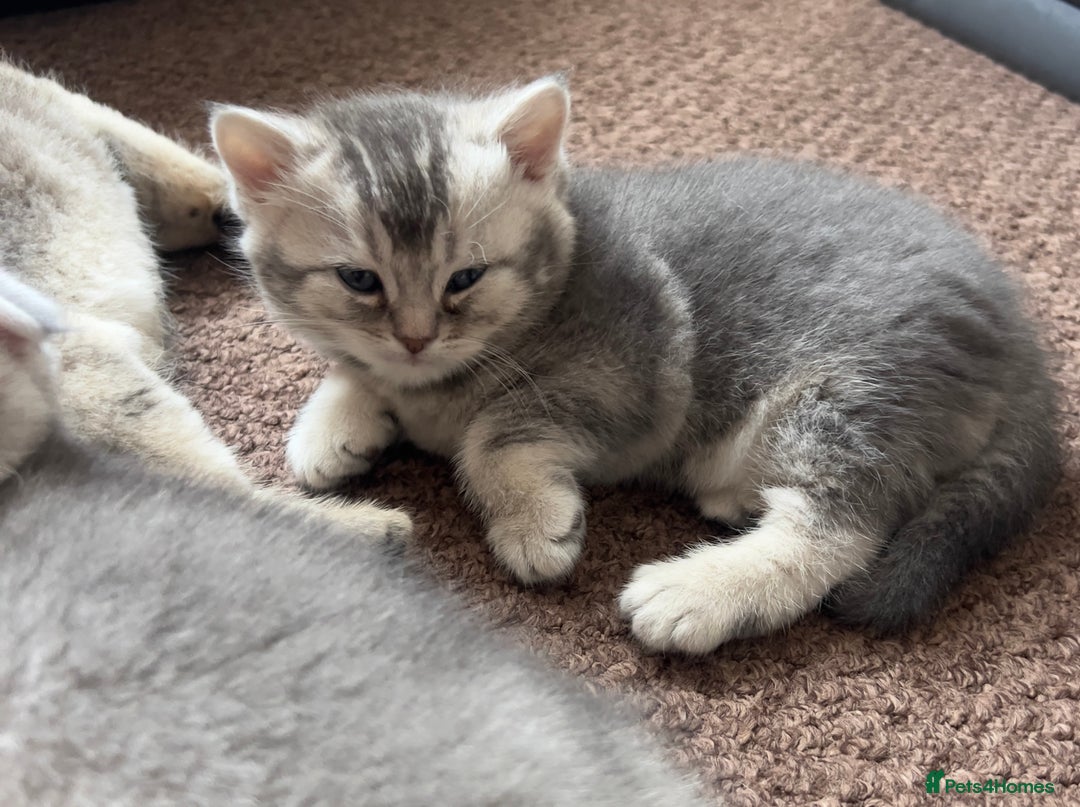 Scottish Fold cats for sale: Lovely kittens looking for new family  - Image 5