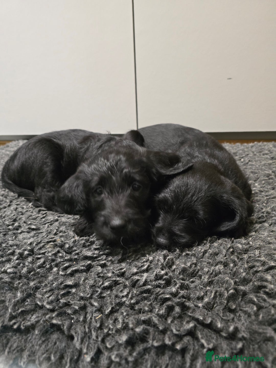 Labradoodle dogs for sale: Only one gorgeous girl left - Advert 12