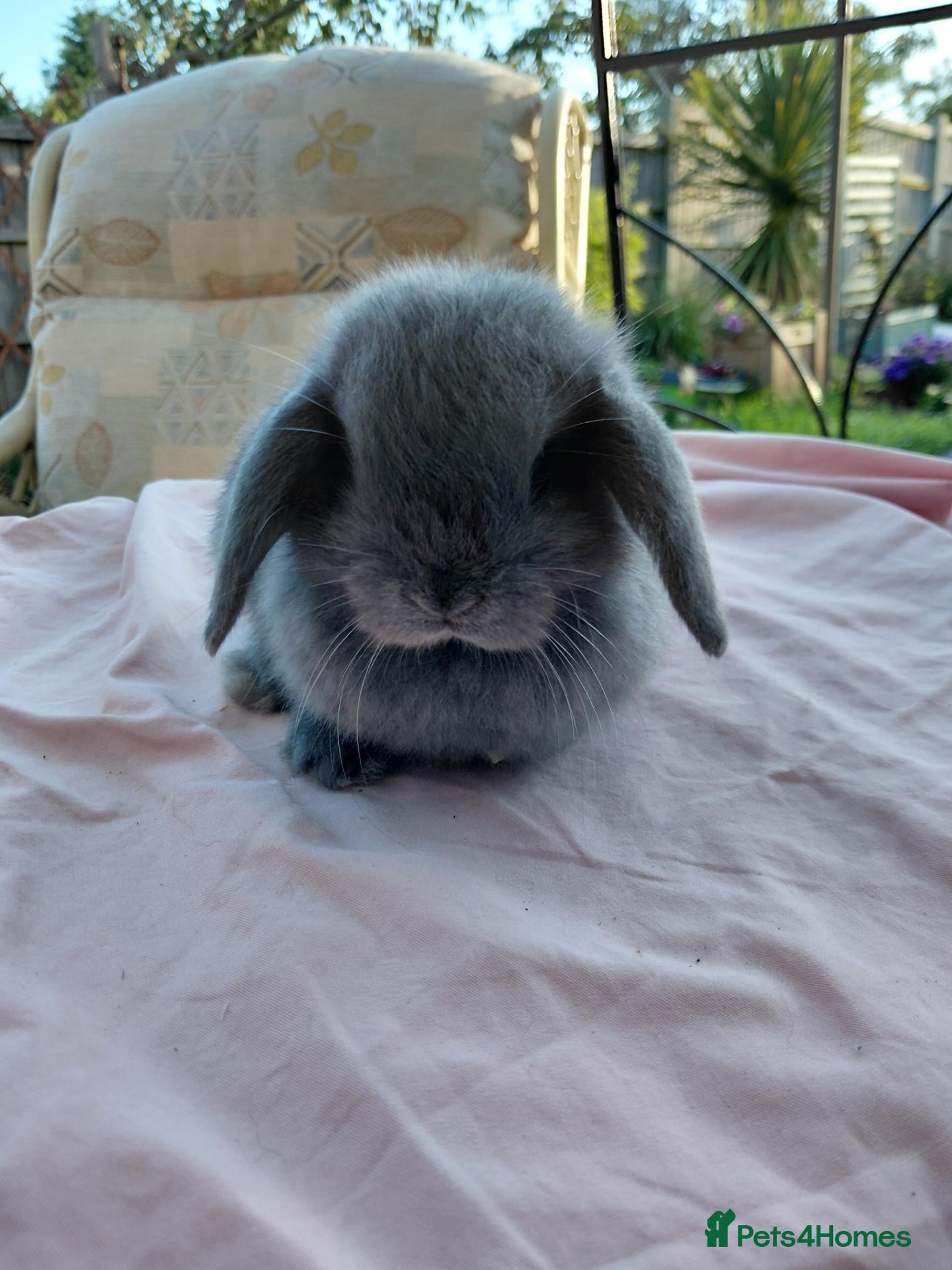Mini Lop rabbits mini lops last girl - Advert 20