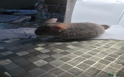 Chinchilla rodents for sale: Gorgeous Hetero beige and standard  kits  - Image 4