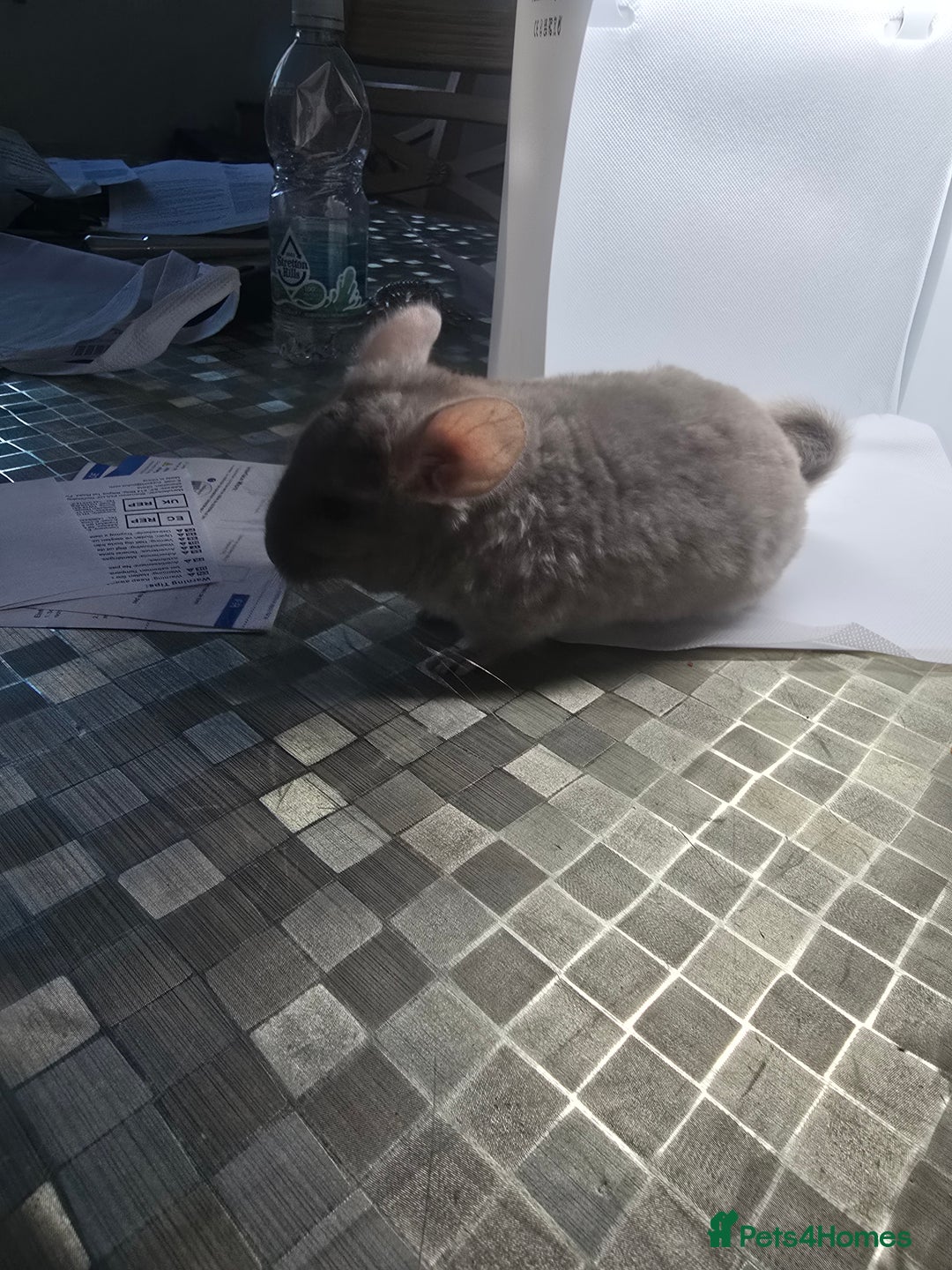 Chinchilla rodents for sale: Gorgeous Hetero beige and standard  kits  - Image 4