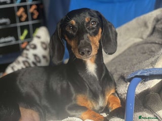 Miniature Dachshund dogs for sale: Black and Tan girl miniature dachshund - Advert 1