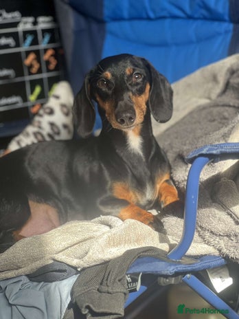 Miniature Dachshund dogs Black and Tan girl miniature dachshund - Advert 1