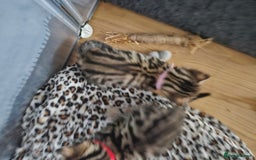 Bengal cats for sale: Bengal beauties - Image 10