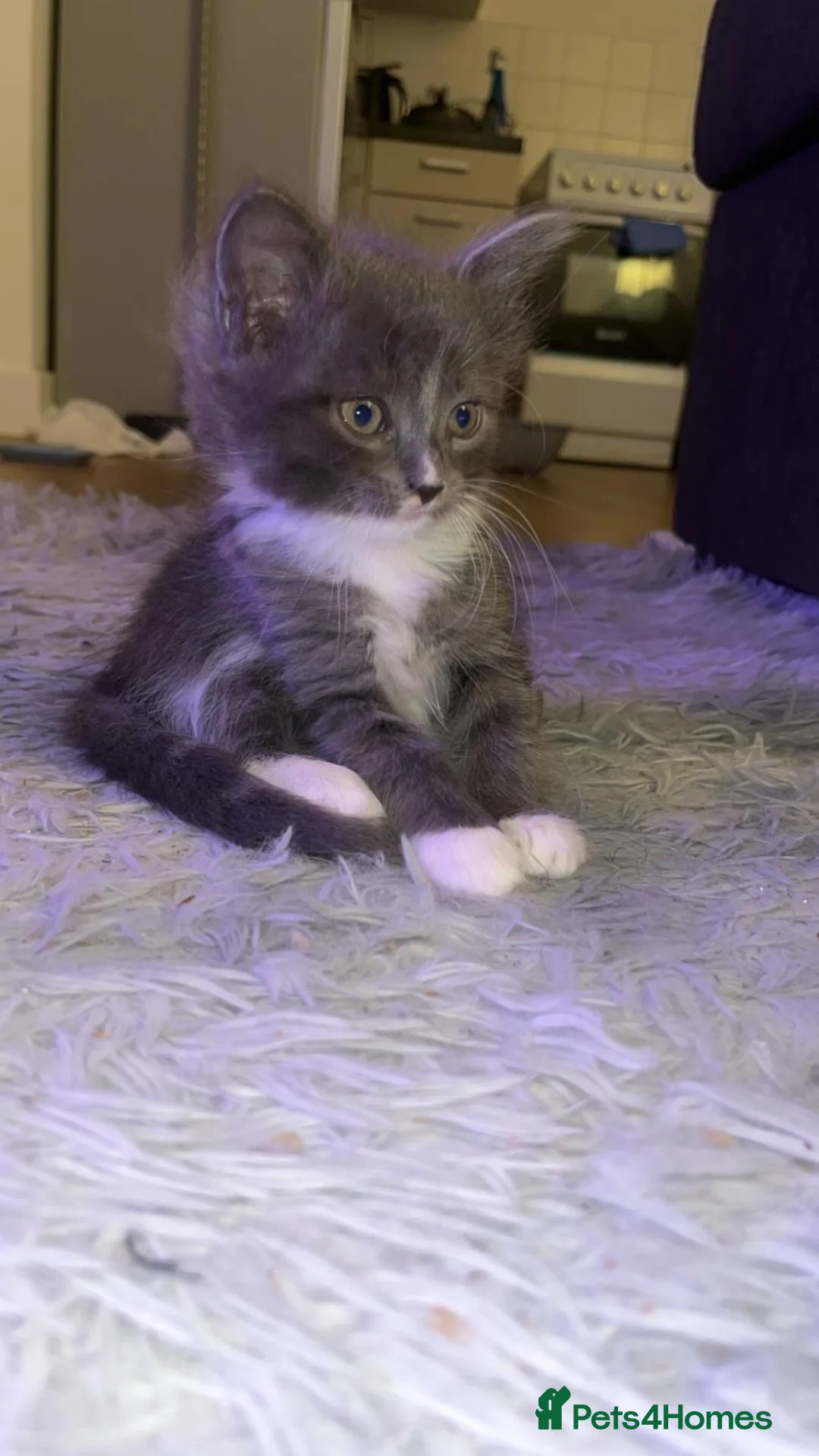 Mixed Breed cats for sale: Kittens for sale  in Beckenham - Advert 7