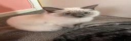 Ragdoll cats for sale: purebred Ragdoll - Advert 2