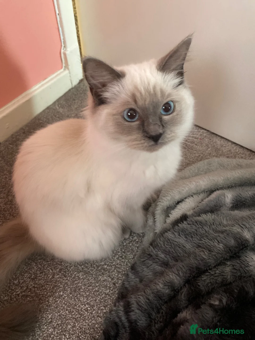 Ragdoll cats for sale: purebred Ragdoll - Advert 2