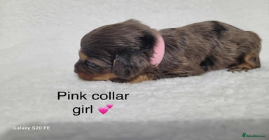 Cavapoo dogs - Advert 14