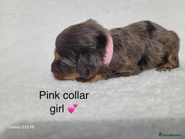 Cavapoo dogs - Advert 12