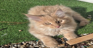 Maine Coon cats Maine coon kittins  for sale - Advert 2