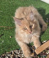 Maine Coon cats Maine coon kittins for sale - Advert 5