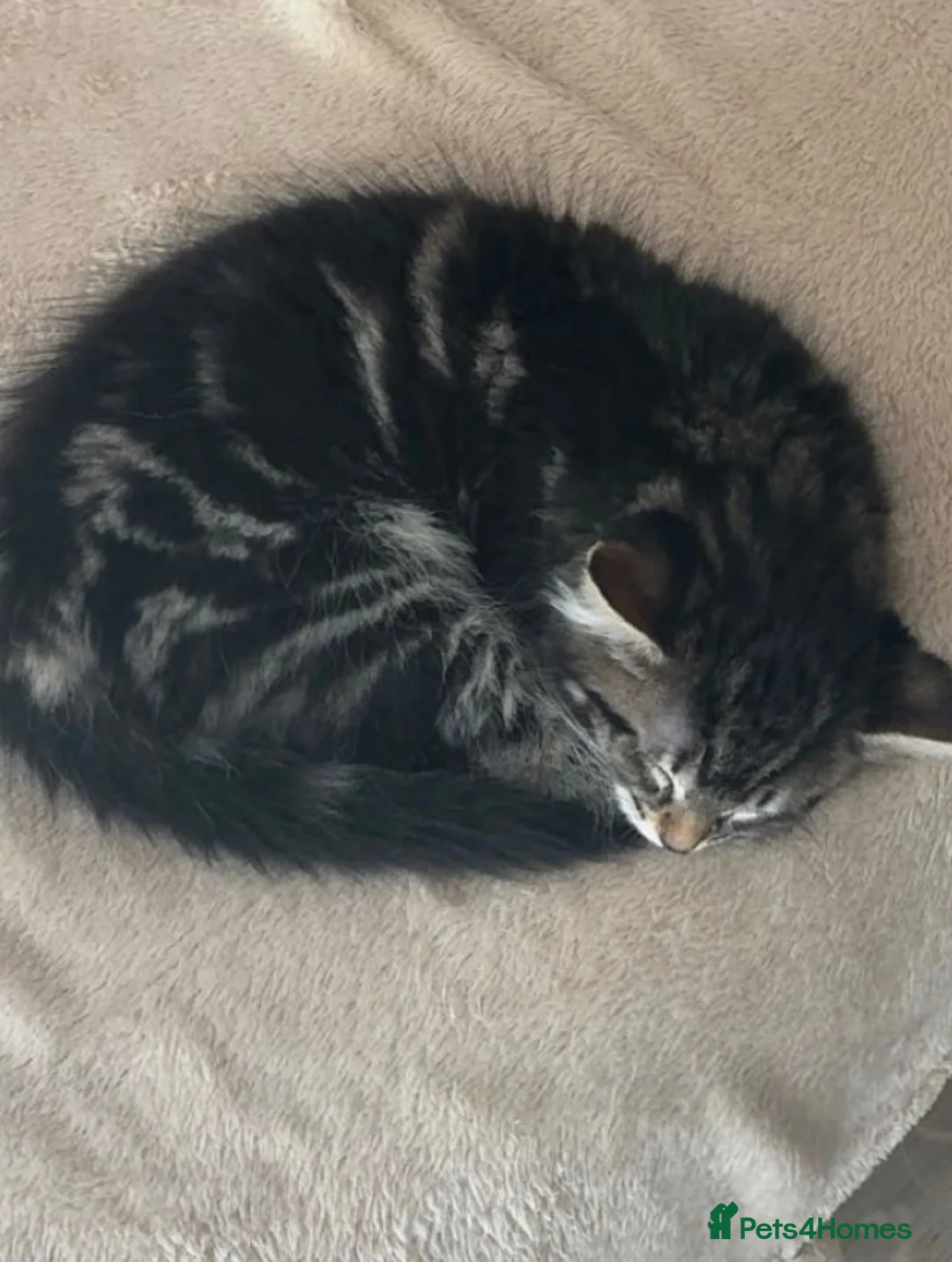 Mixed Breed cats for sale: Female kitten - Advert 2