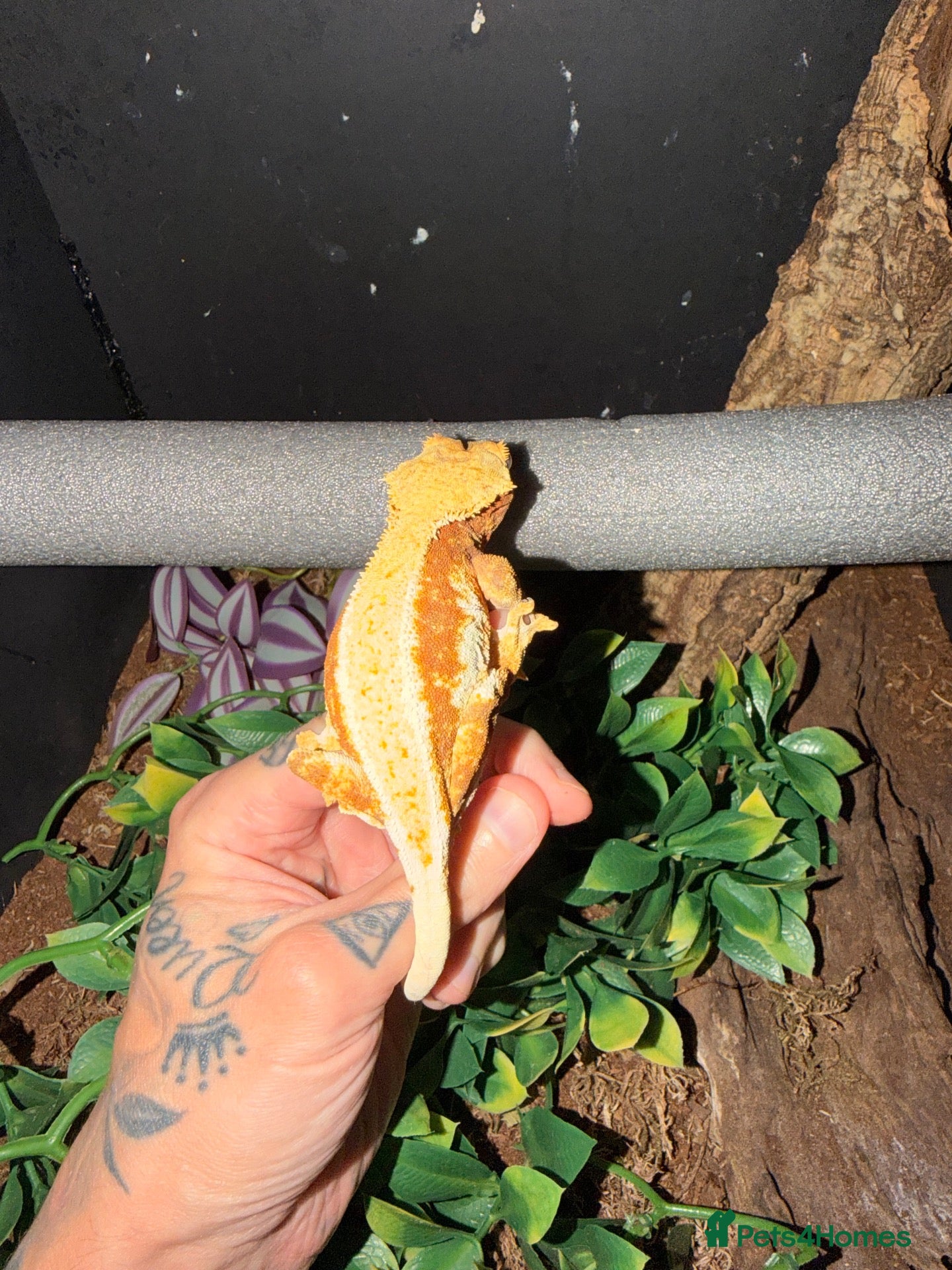 Gecko reptiles for sale: Crested gecko - Advert 1