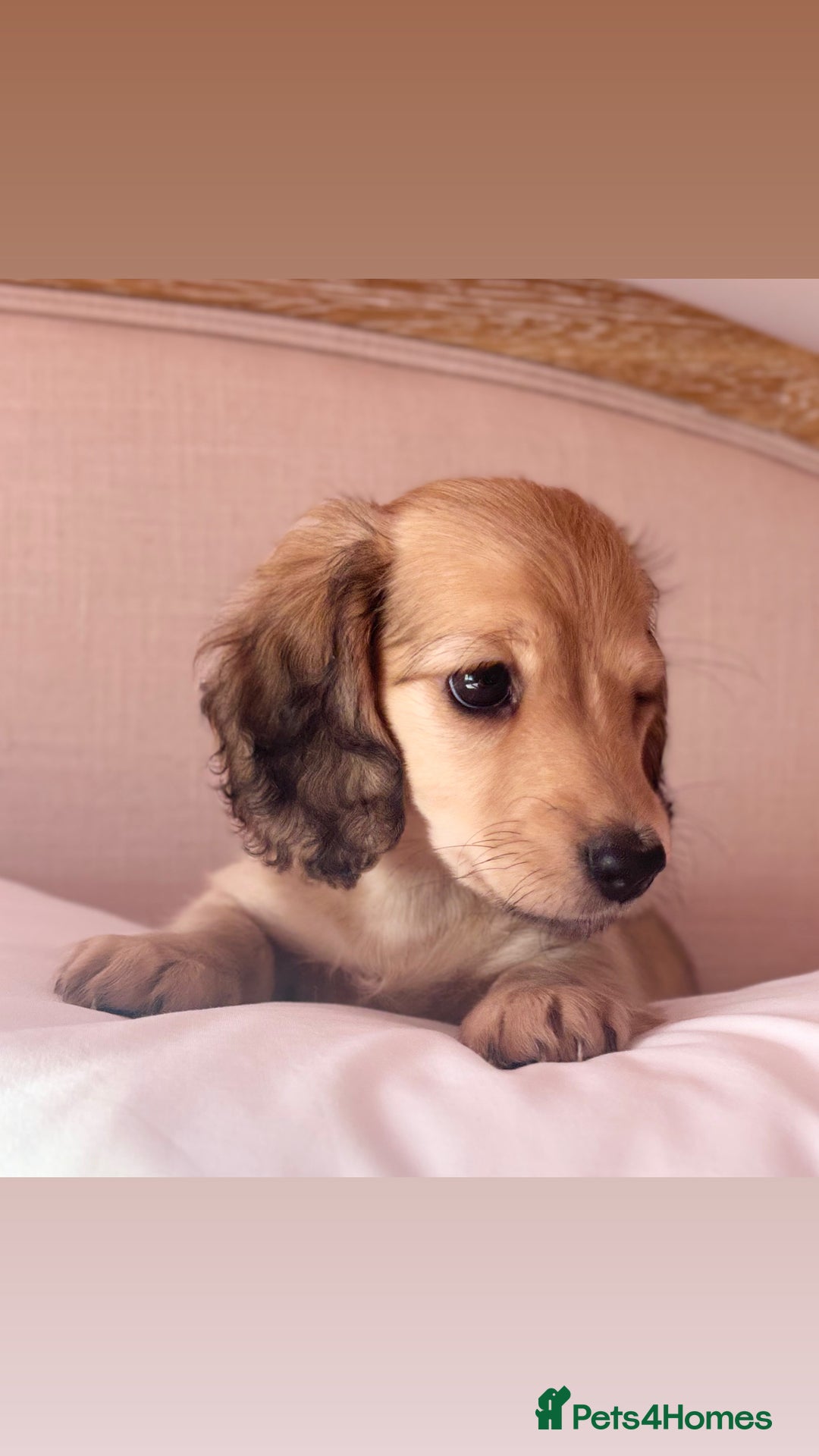 Miniature Dachshund dogs for sale: KC 🐶 Miniature Long Haired Cream Dachshund 🐶  - Advert 7