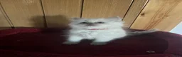Ragdoll cats for sale: Gorgeous Tica ragdoll kittens  - Advert 16