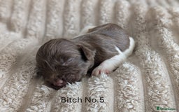 English Springer Spaniel dogs for sale: Springer Spaniel Puppies For Sale! - Image 9