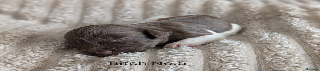 English Springer Spaniel Puppy 5