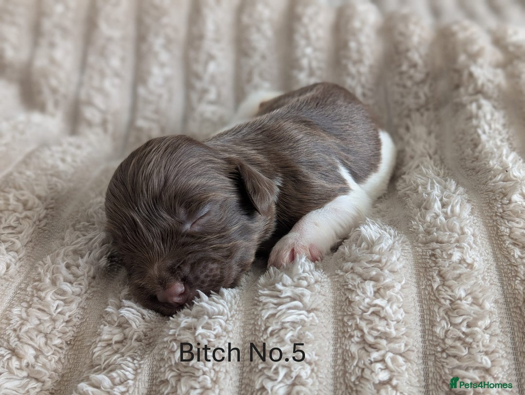 English Springer Spaniel dogs for sale: Springer Spaniel Puppies For Sale! - Image 9