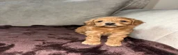 Cockapoo dogs for sale: Beautiful cockapoo puppies  in Montrose - Advert 6