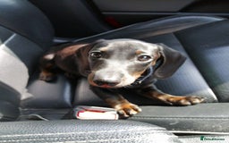 Dachshund dogs for sale: £800 Ono Miniature dachshund please read  - Image 5
