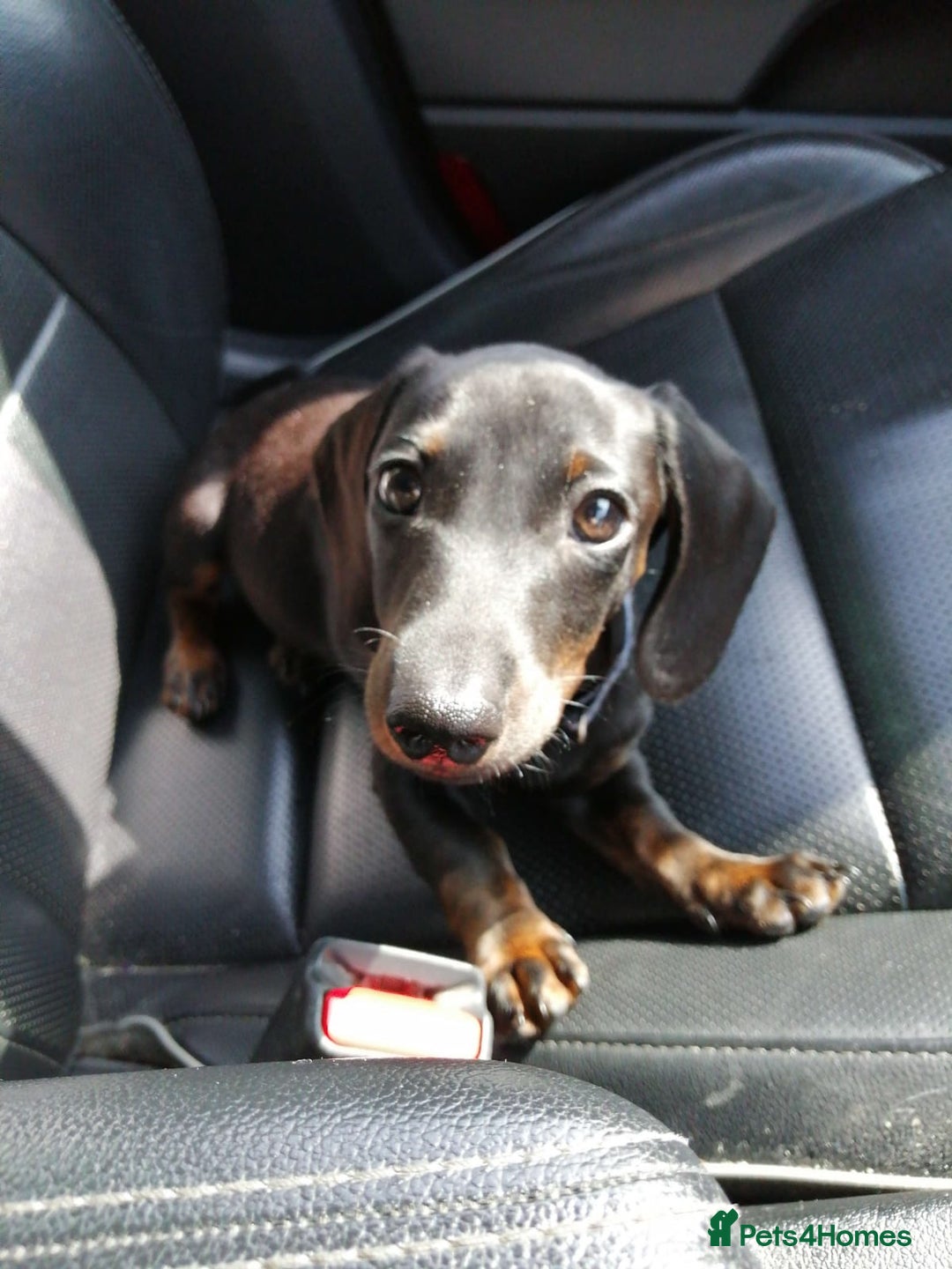 Dachshund dogs for sale: £800 Ono Miniature dachshund please read  - Image 5