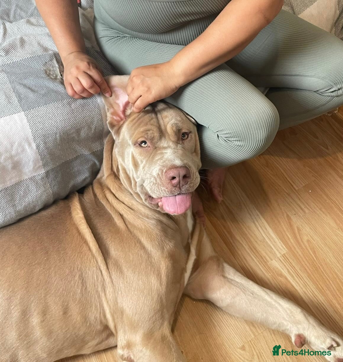 Cane Corso dogs for sale: Beautiful cane corso boy for sale  - Advert 7