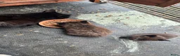 Mixed Breed cats for sale: Rare Chocolate Brown Fluffy Kittens - Advert 6