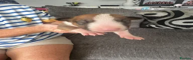 English Bull Terrier 7