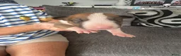 English Bull Terrier dogs for sale: Kc English bull terrier puppies  in Tredegar - Advert 5