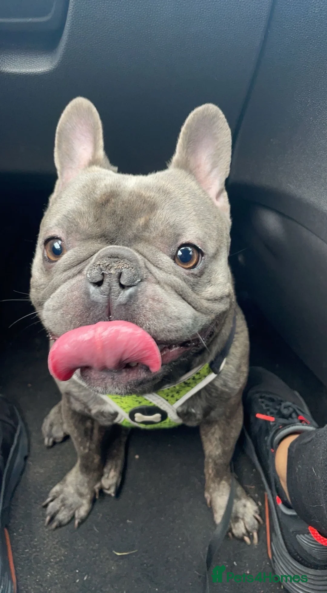French Bulldog dogs for stud: Cali Comet - Advert 6