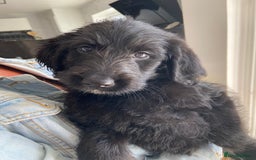 Labradoodle dogs for sale: F1 labradoodles  - Image 15