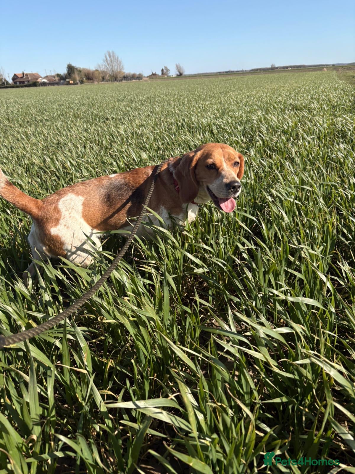 Beagle dogs Beagle needs new home - Advert 1