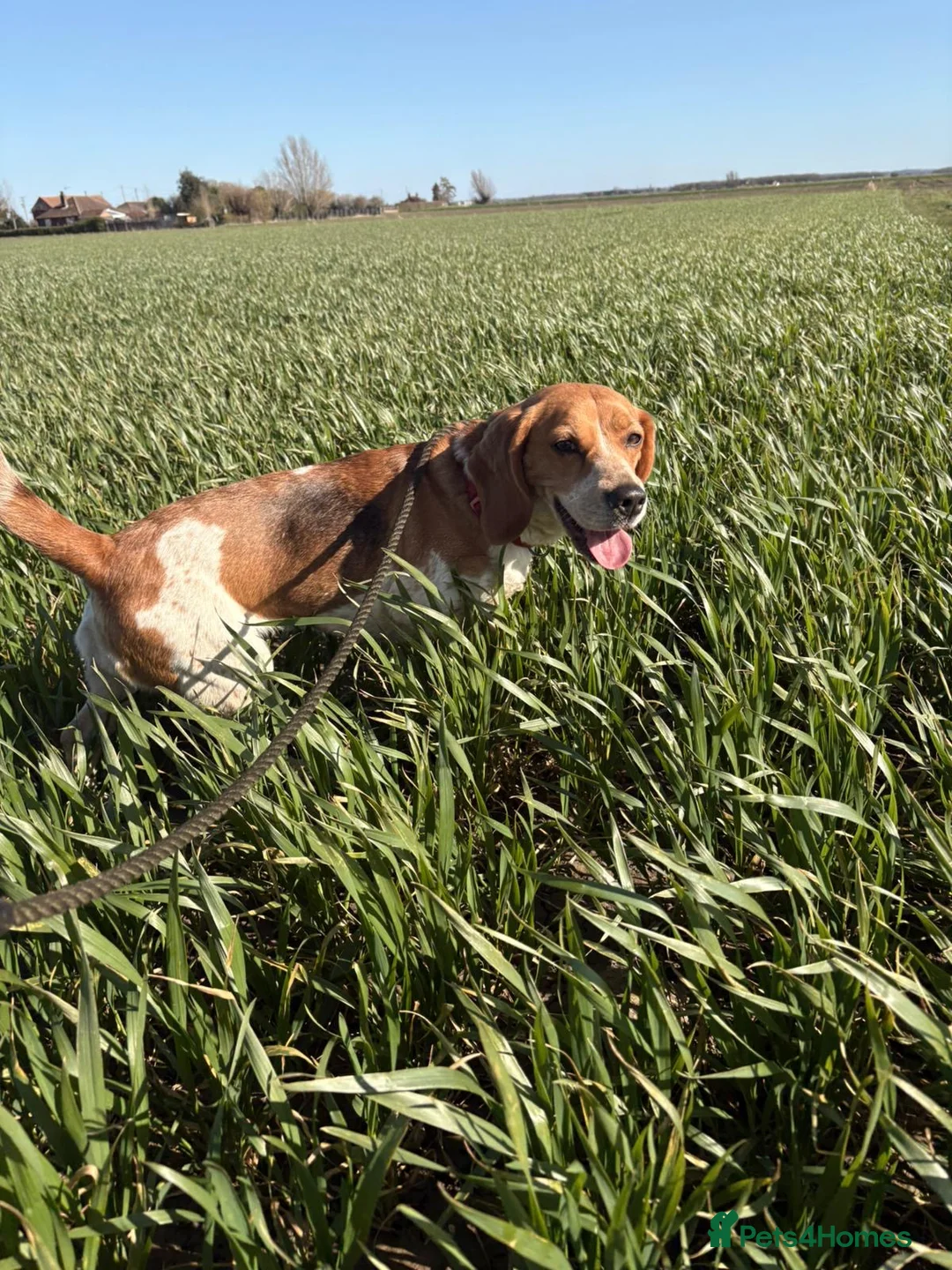 Beagle dogs for sale: Beagle needs new home in Wisbech - Advert 1