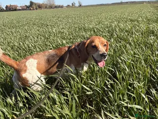 Beagle dogs Beagle needs new home - Advert 8