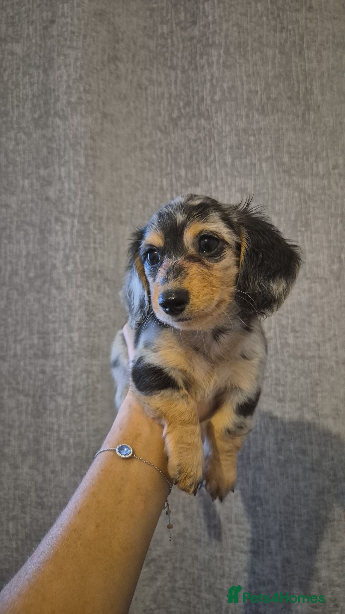 Miniature Dachshund dogs Miniature dachshunds long haired  - Advert 14