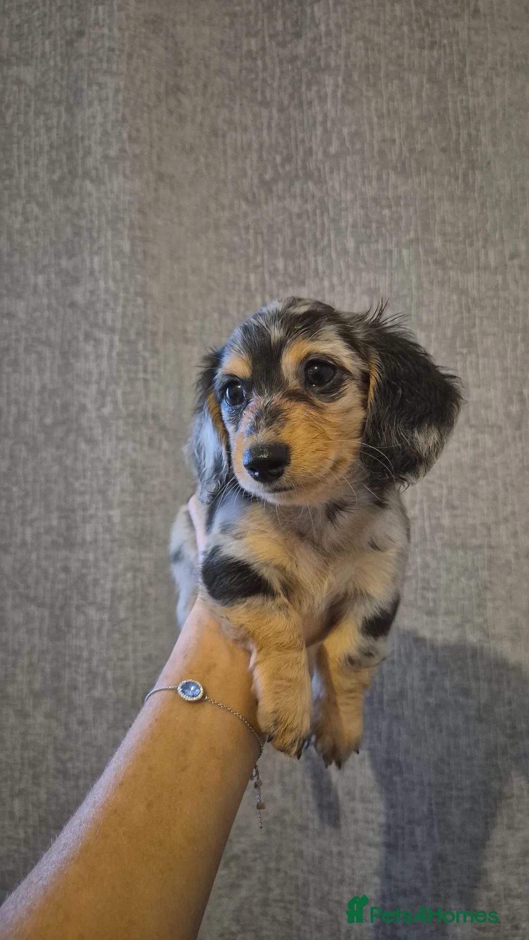 Miniature Dachshund dogs for sale: Miniature dachshunds long haired  - Advert 1