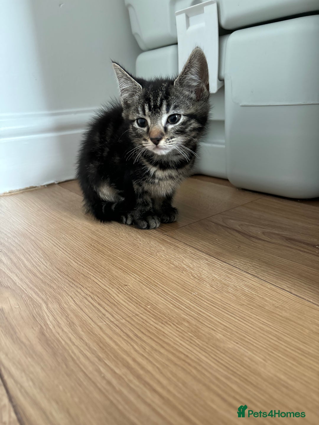 Maine Coon cats for sale: 🌟 5 Adorable Kittens Ready For 4ever Home🌟 - Advert 29