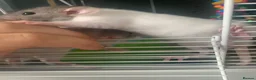 Rat rodents for sale: Baby rats  - Advert 2