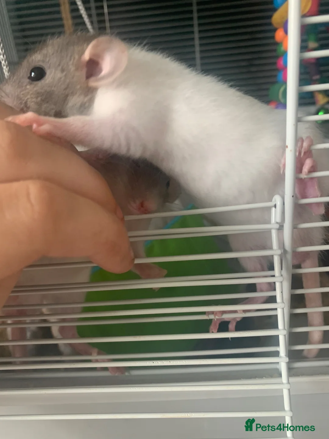 Rat rodents for sale: Baby rats  - Advert 2