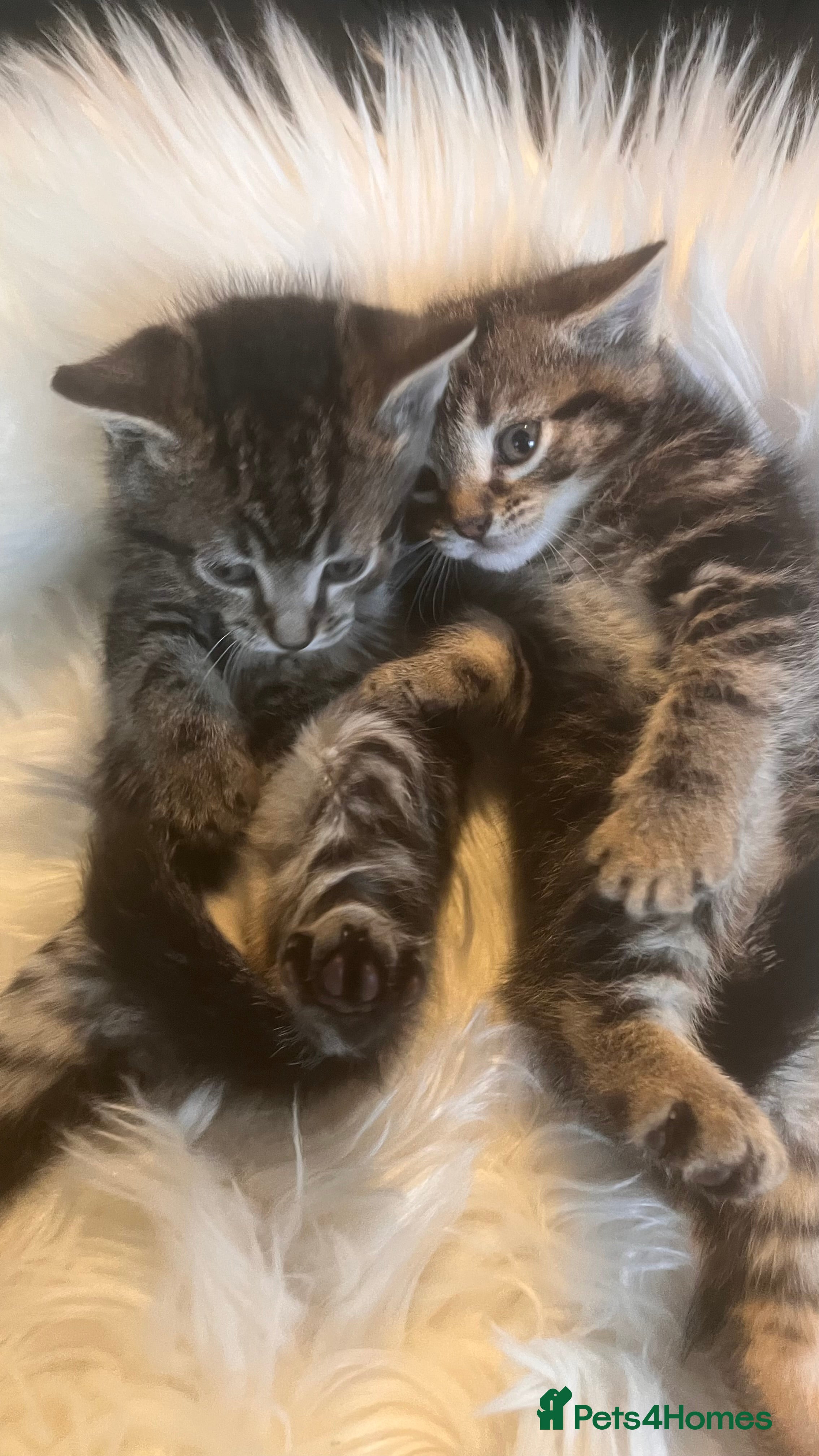 Mixed Breed cats Stunning Ragdoll x Bengal kittens ready now  - Advert 3