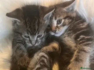 Mixed Breed cats Stunning Ragdoll x Bengal kittens ready now - Advert 3