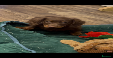 Miniature Dachshund dogs - Advert 9