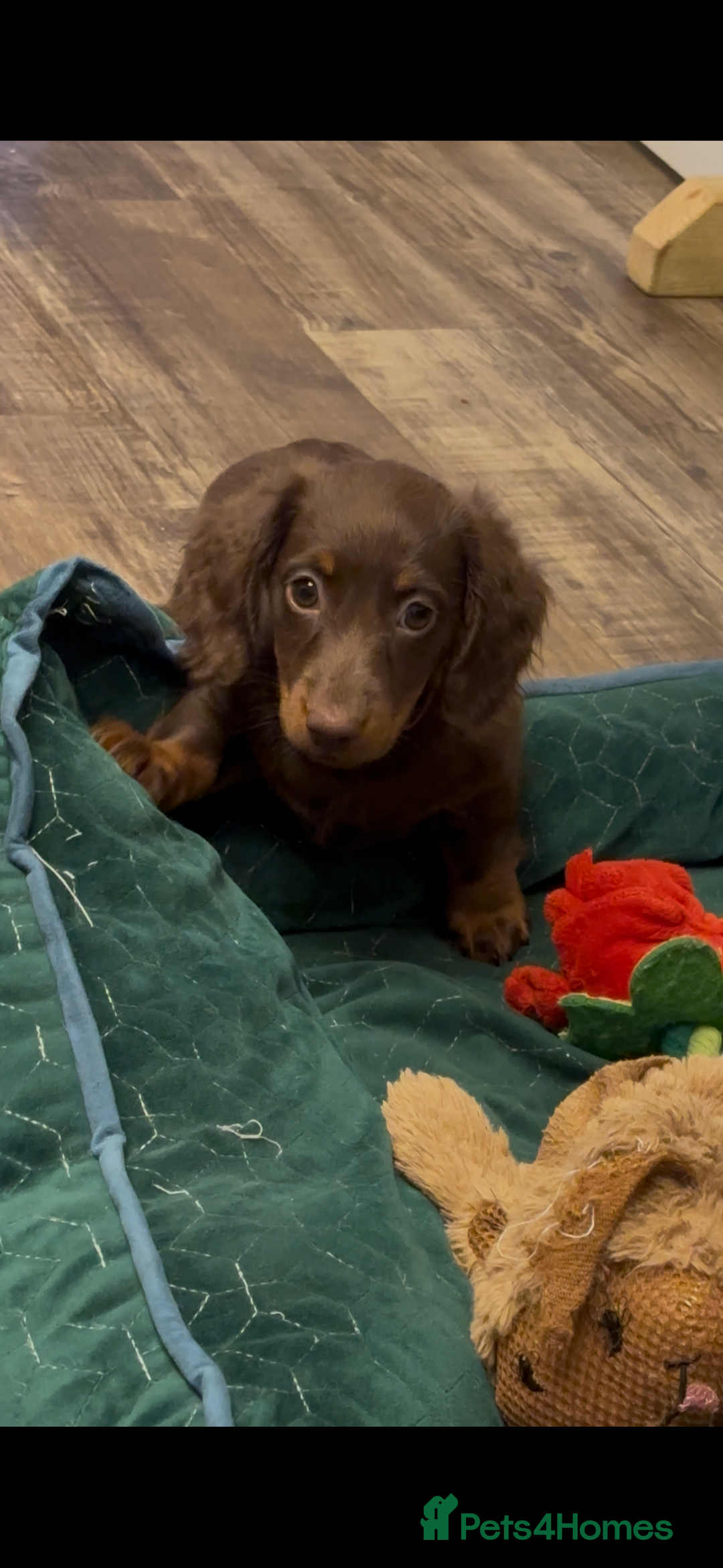 Miniature Dachshund dogs for sale: Ready now KC reg long and short coated PRA clear  - Image 3